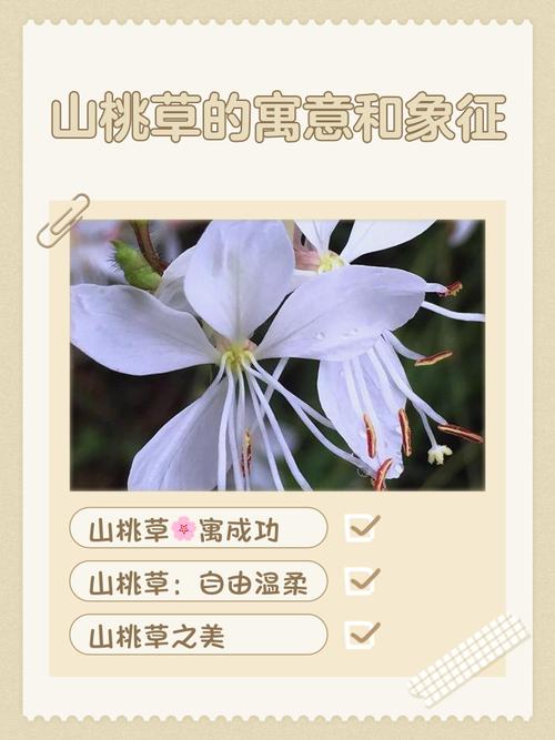 千鸟花的作用有哪些？千鸟花功效？-第3张图片-优品飞百科