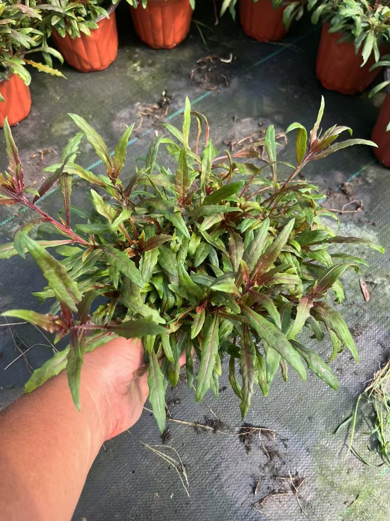 千鸟花的作用有哪些？千鸟花功效？-第4张图片-优品飞百科