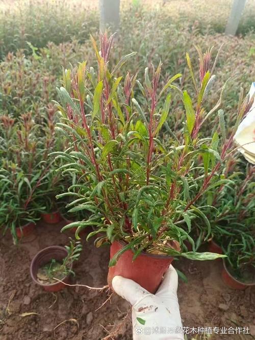 千鸟花的作用有哪些？千鸟花功效？-第5张图片-优品飞百科