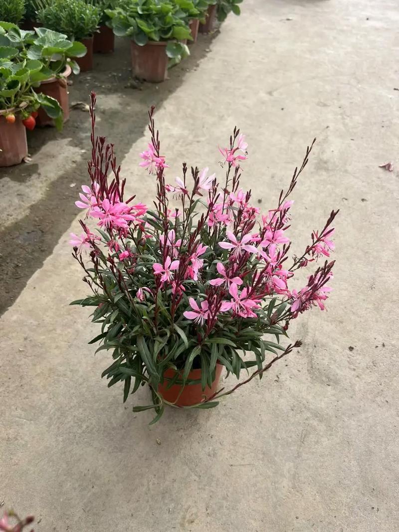 千鸟花的作用有哪些？千鸟花功效？-第6张图片-优品飞百科