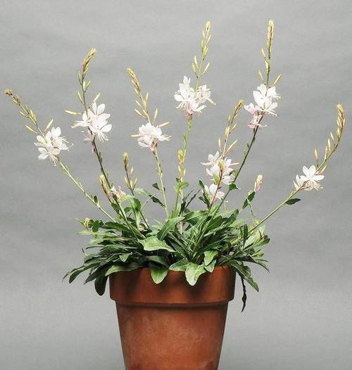 千鸟花的作用有哪些？千鸟花功效？-第7张图片-优品飞百科