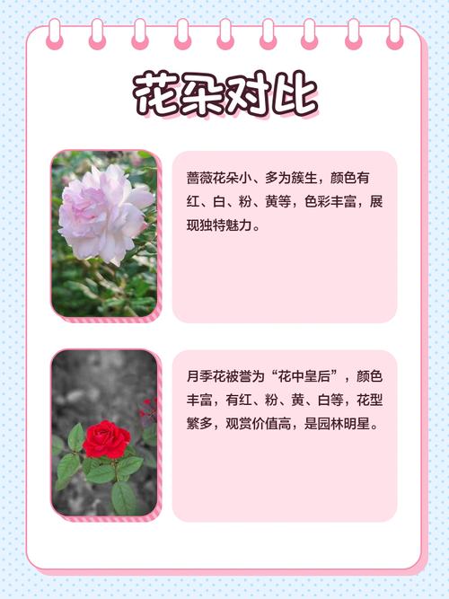 月季花图片？月季花图片高清？-第1张图片-优品飞百科