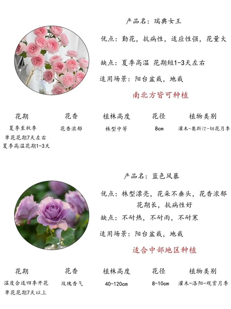 月季花图片？月季花图片高清？-第2张图片-优品飞百科