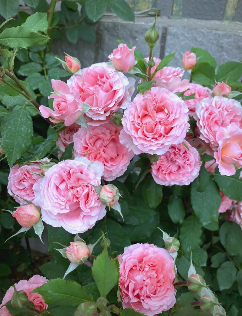 月季花图片？月季花图片高清？-第3张图片-优品飞百科