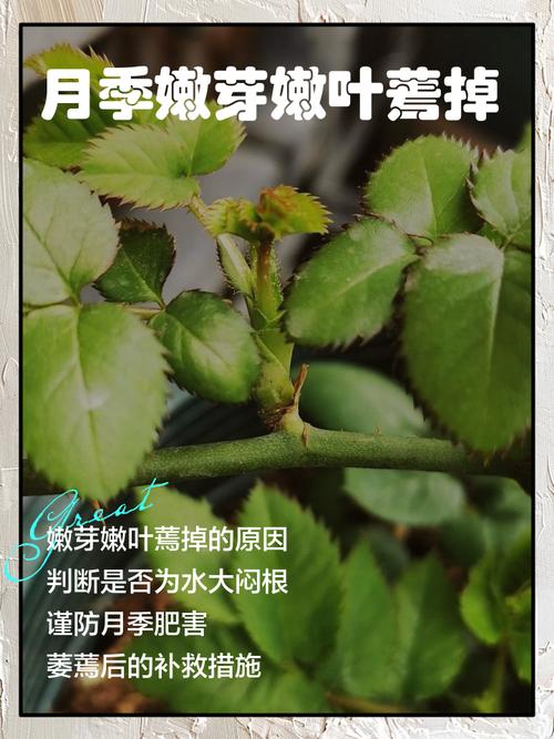 月季花图片？月季花图片高清？-第4张图片-优品飞百科