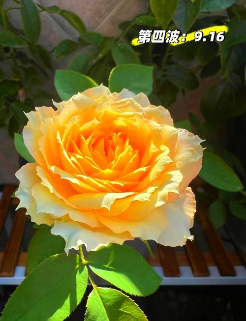 月季花图片？月季花图片高清？-第5张图片-优品飞百科