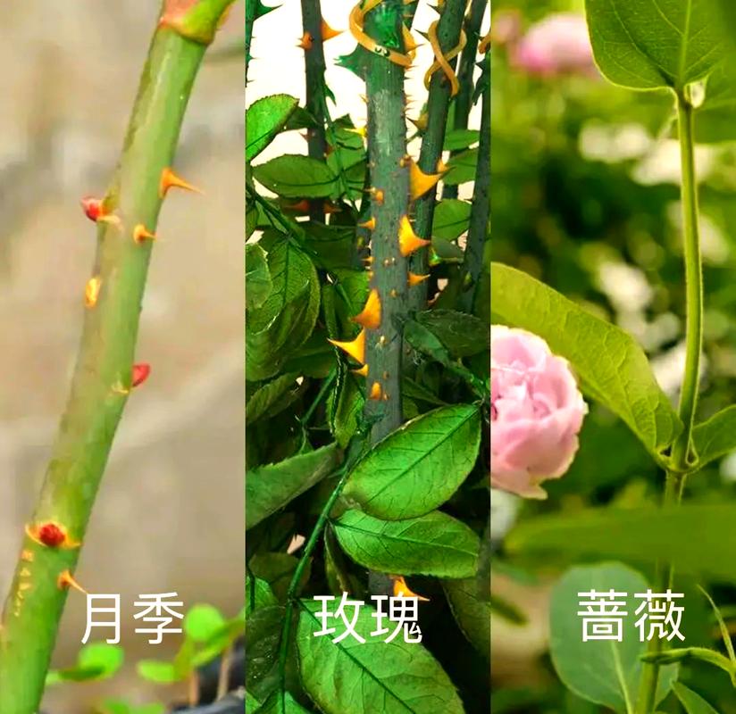 月季花图片？月季花图片高清？-第6张图片-优品飞百科