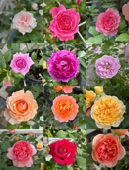 月季花图片？月季花图片高清？-第7张图片-优品飞百科