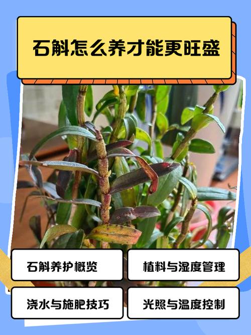 石斛怎么种植，石斛怎么养，石斛要怎么种植方法-第1张图片-优品飞百科