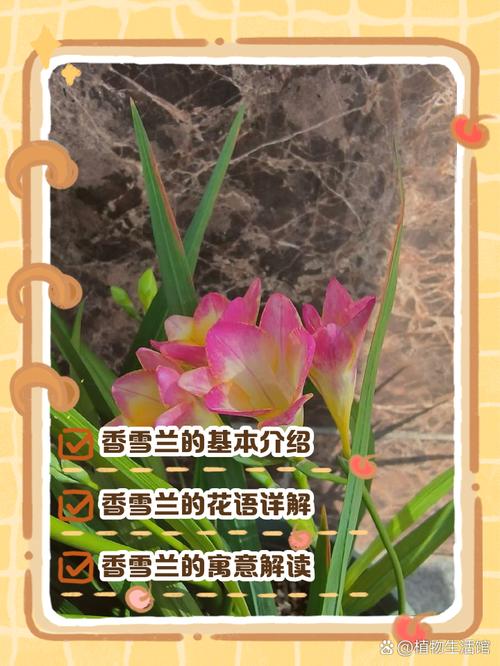 香雪兰的花诗花语，香雪兰花的寓意和象征