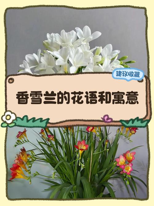 香雪兰的花诗花语，香雪兰花的寓意和象征-第2张图片-优品飞百科