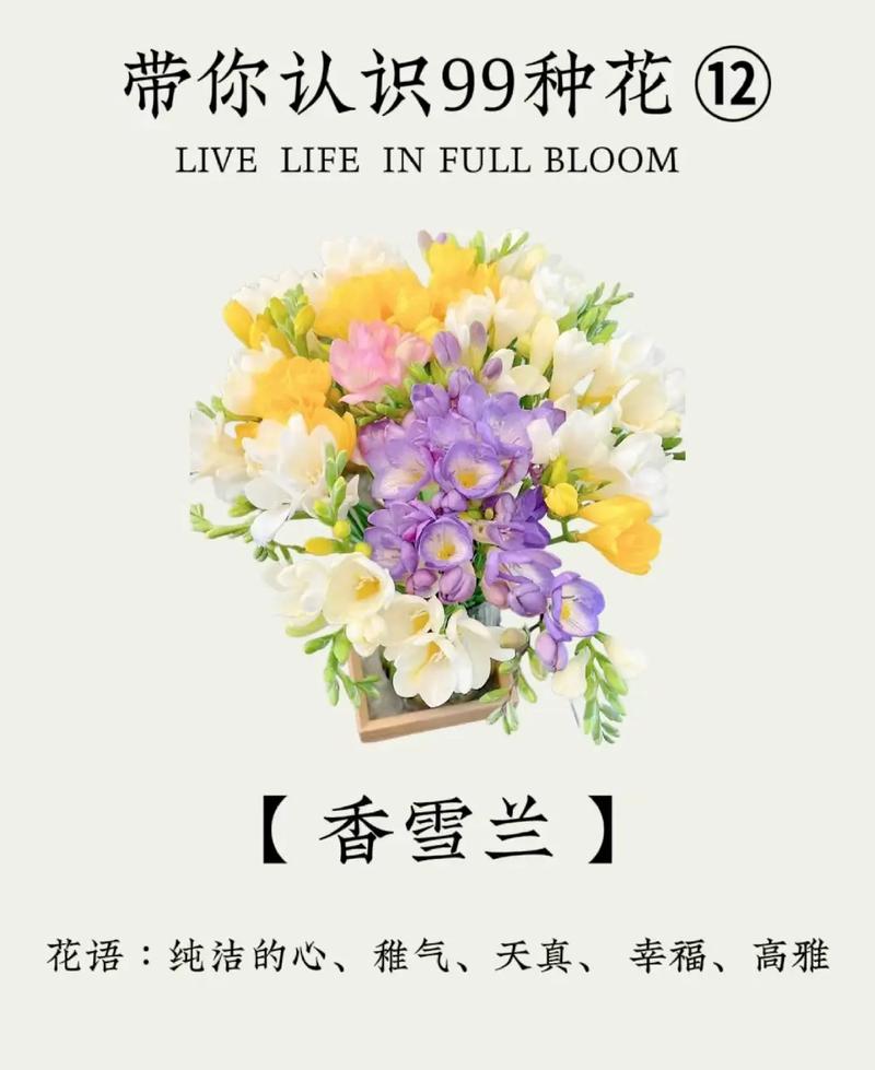 香雪兰的花诗花语，香雪兰花的寓意和象征-第3张图片-优品飞百科