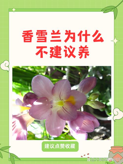 香雪兰的花诗花语，香雪兰花的寓意和象征-第5张图片-优品飞百科