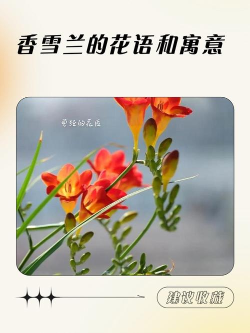 香雪兰的花诗花语，香雪兰花的寓意和象征-第6张图片-优品飞百科
