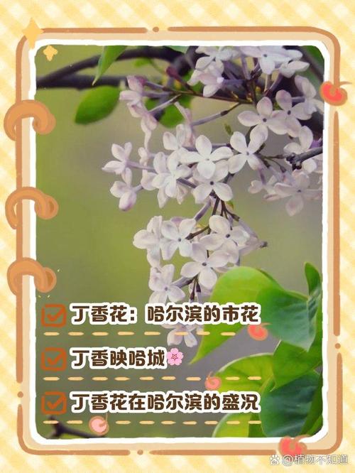 哈尔滨适合养什么花，市花和市树是什么，哈尔滨室外适合种什么花？-第1张图片-优品飞百科