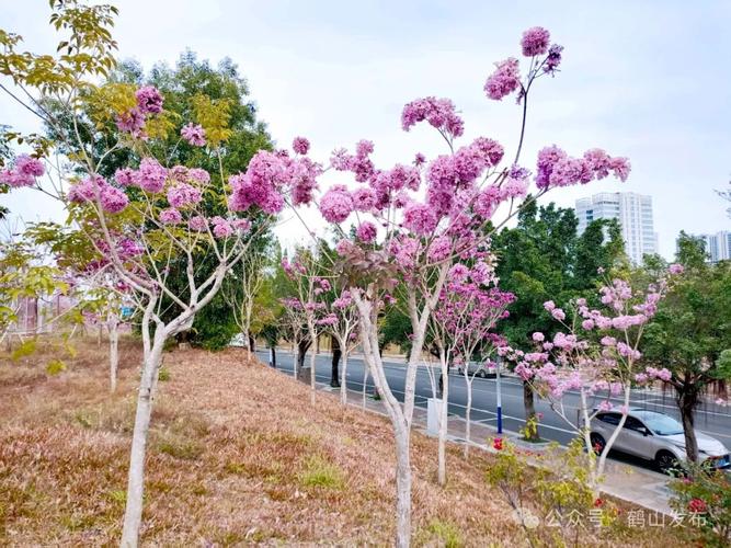 哈尔滨适合养什么花，市花和市树是什么，哈尔滨室外适合种什么花？-第5张图片-优品飞百科