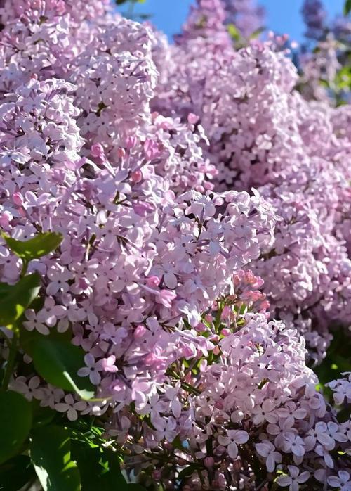 哈尔滨适合养什么花，市花和市树是什么，哈尔滨室外适合种什么花？-第6张图片-优品飞百科