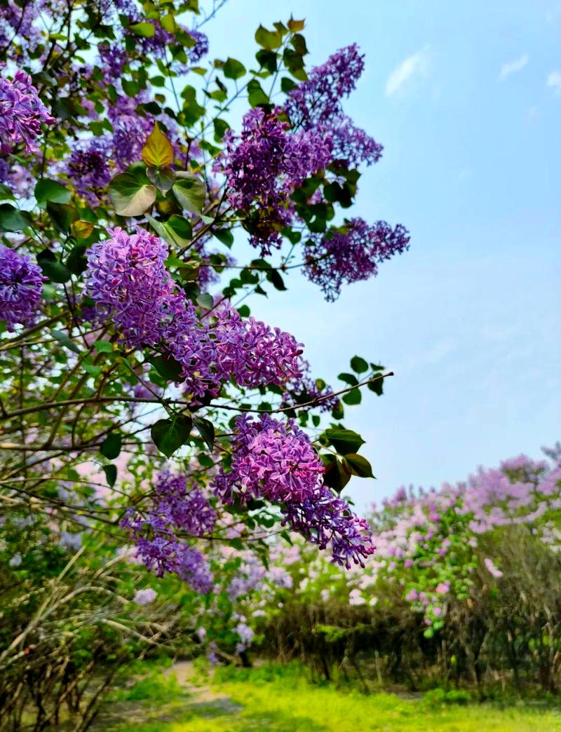 哈尔滨适合养什么花，市花和市树是什么，哈尔滨室外适合种什么花？-第7张图片-优品飞百科