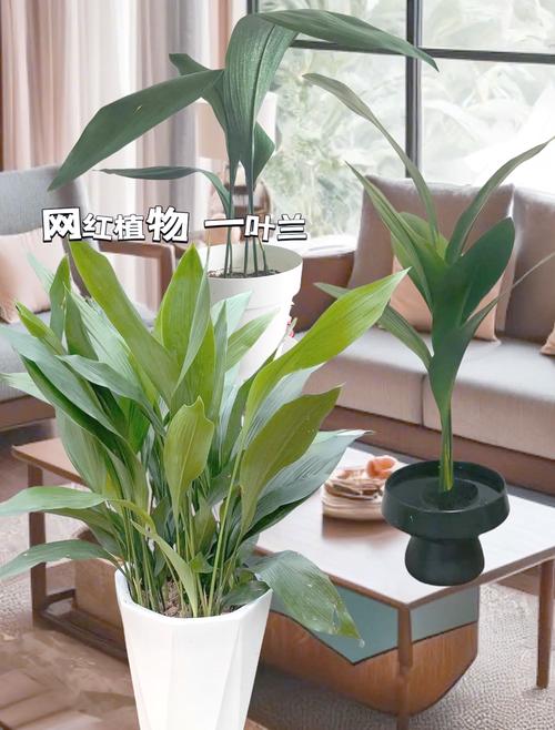 家里养一叶兰好吗，家里能养一叶兰吗-第1张图片-优品飞百科