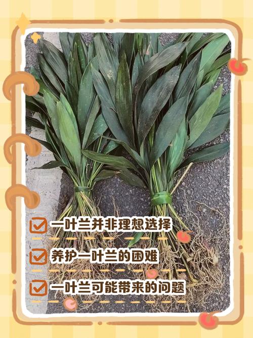 家里养一叶兰好吗，家里能养一叶兰吗-第2张图片-优品飞百科