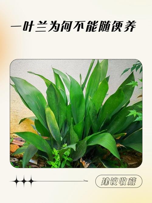 家里养一叶兰好吗，家里能养一叶兰吗-第4张图片-优品飞百科