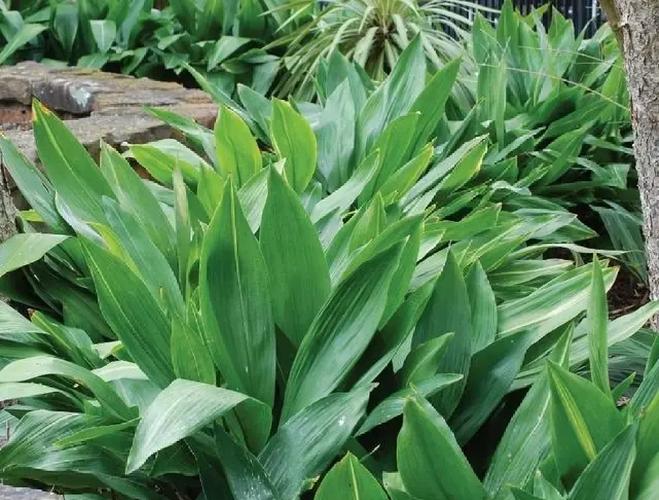 家里养一叶兰好吗，家里能养一叶兰吗-第5张图片-优品飞百科