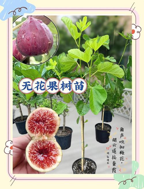 无花果几年结果，无花果一年结几次果，无花果多少年结果-第2张图片-优品飞百科
