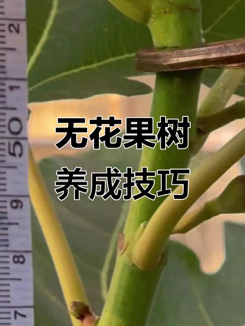 无花果几年结果，无花果一年结几次果，无花果多少年结果-第3张图片-优品飞百科