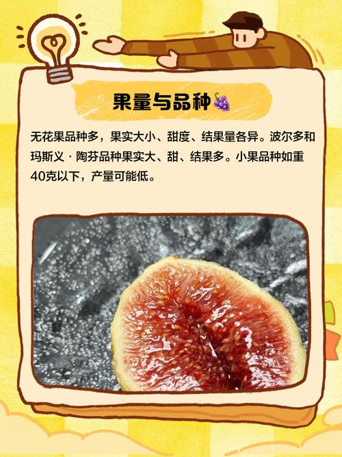 无花果几年结果，无花果一年结几次果，无花果多少年结果-第5张图片-优品飞百科