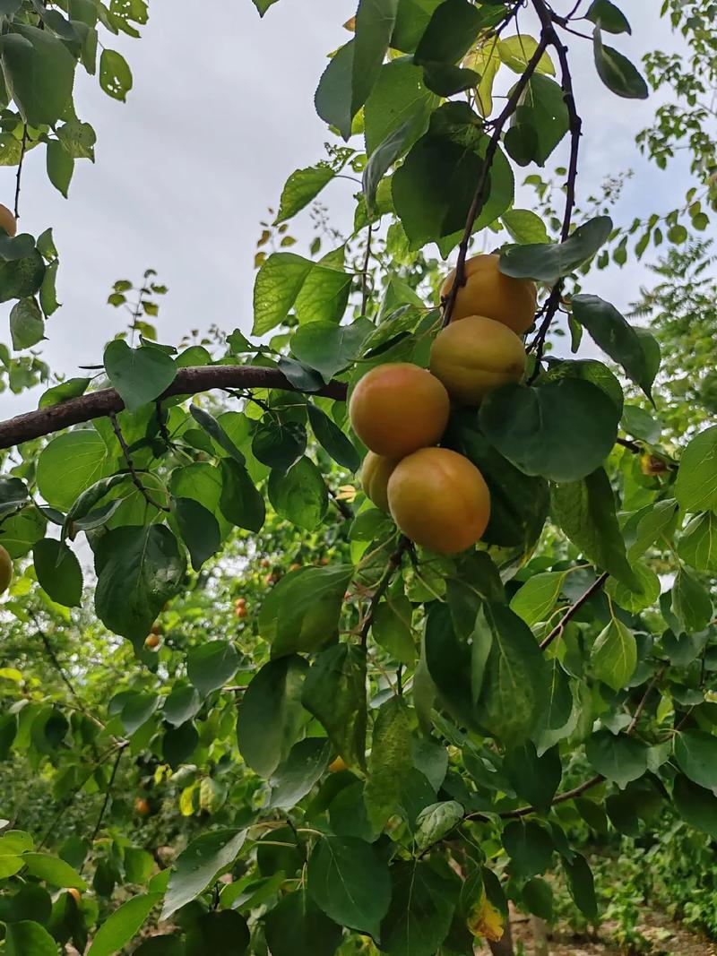 无花果几年结果，无花果一年结几次果，无花果多少年结果-第7张图片-优品飞百科