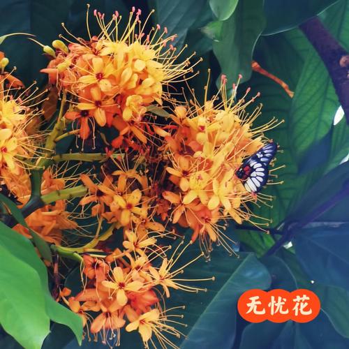 无忧花的花语和典故，无忧花的花语和典故有关？-第2张图片-优品飞百科