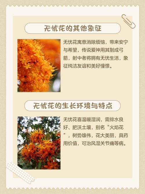 无忧花的花语和典故，无忧花的花语和典故有关？-第3张图片-优品飞百科