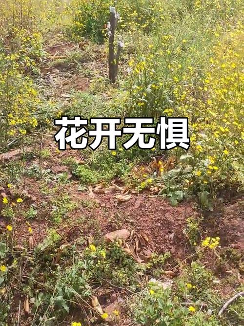 无忧花的花语和典故，无忧花的花语和典故有关？-第4张图片-优品飞百科