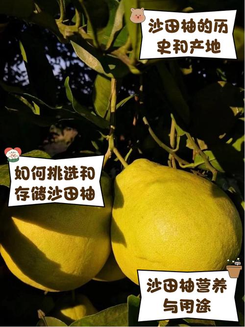 沙田柚的功效与作用？沙田柚的功效与作用吃什么降血糖快？-第2张图片-优品飞百科