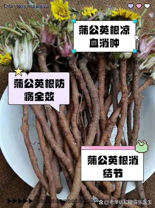 蒲公英能治什么病，蒲公英能治什么病能一直喝吗？