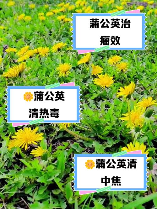 蒲公英能治什么病,蒲公英能治什么病能一直喝吗?-第3张图片-优品飞百科 蒲公英能治什么病,蒲公英能治什么病能一直喝吗?-第3张图片-优品飞百科