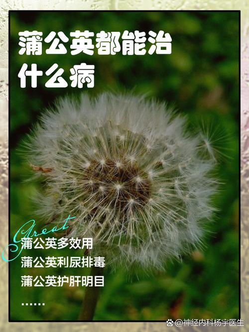 蒲公英能治什么病,蒲公英能治什么病能一直喝吗?-第5张图片-优品飞百科 蒲公英能治什么病,蒲公英能治什么病能一直喝吗?-第5张图片-优品飞百科
