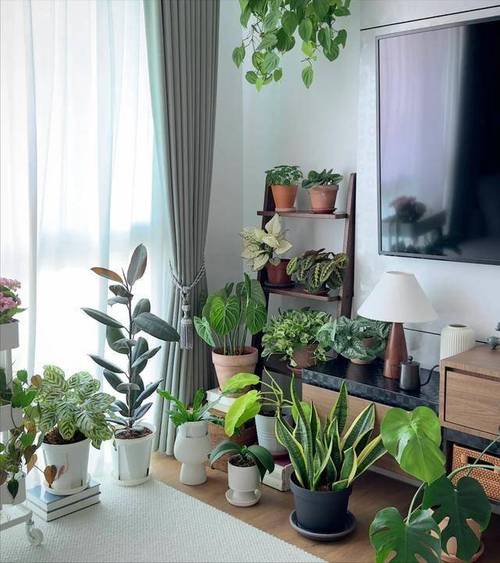 家里这个位置，摆盆红色的花，财运滚滚桃花旺！？家里摆红色的花好吗？