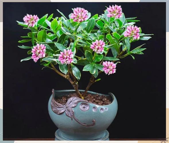 家里这个位置，摆盆红色的花，财运滚滚桃花旺！？家里摆红色的花好吗？-第2张图片-优品飞百科