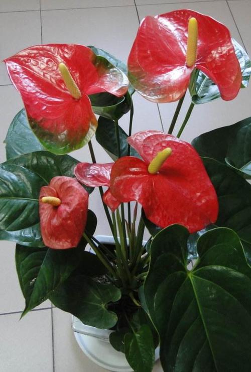 家里这个位置，摆盆红色的花，财运滚滚桃花旺！？家里摆红色的花好吗？-第3张图片-优品飞百科