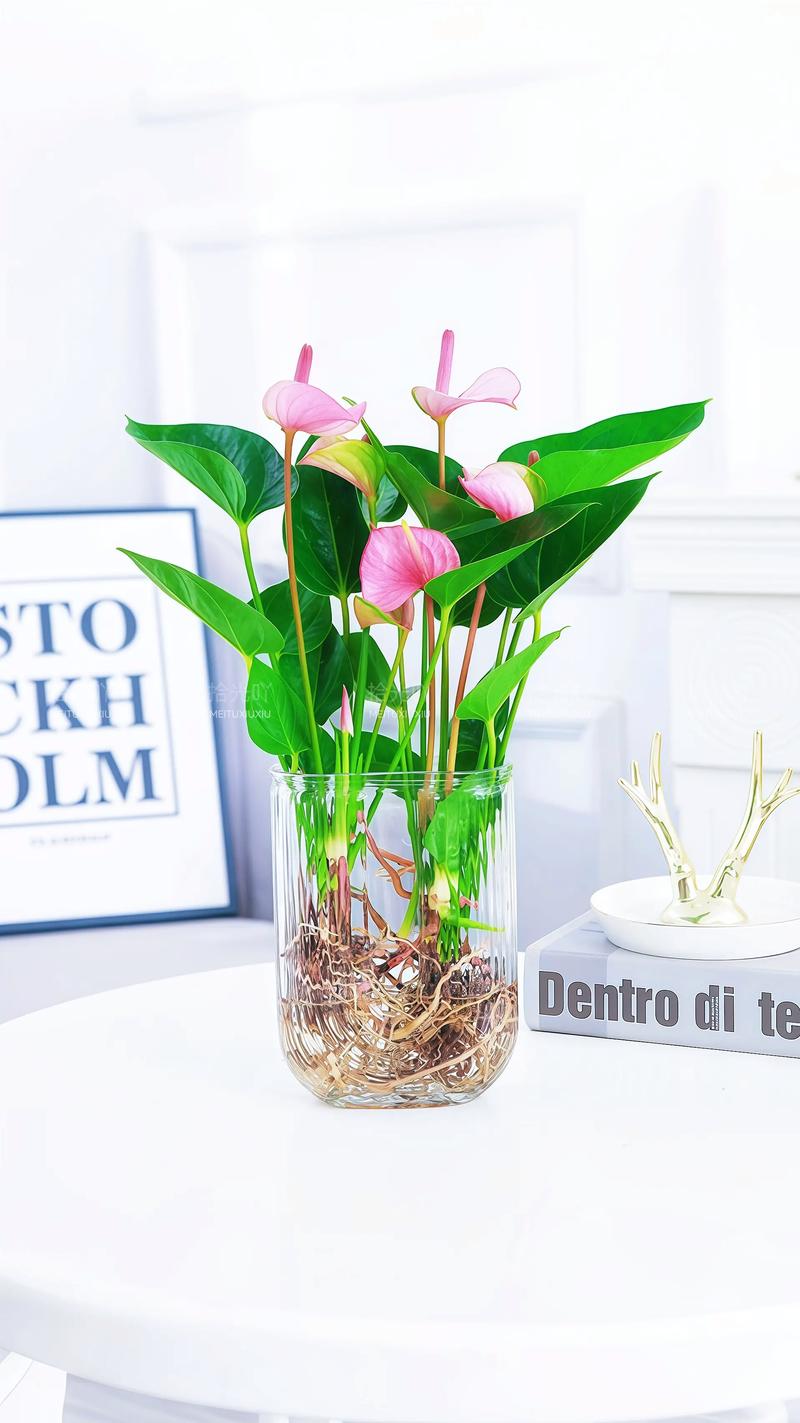 家里这个位置，摆盆红色的花，财运滚滚桃花旺！？家里摆红色的花好吗？-第4张图片-优品飞百科