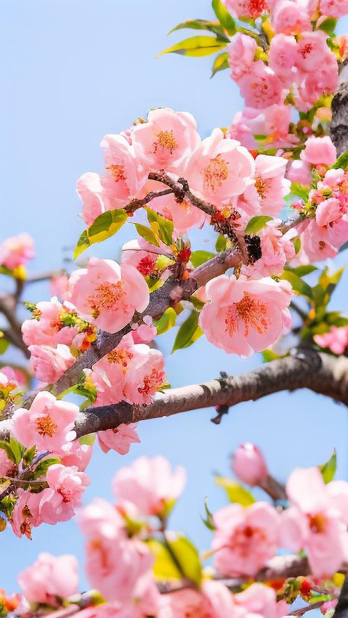 家里这个位置，摆盆红色的花，财运滚滚桃花旺！？家里摆红色的花好吗？-第6张图片-优品飞百科