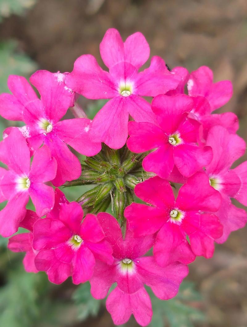 细叶美女樱的花期，细叶美女樱是多年生吗