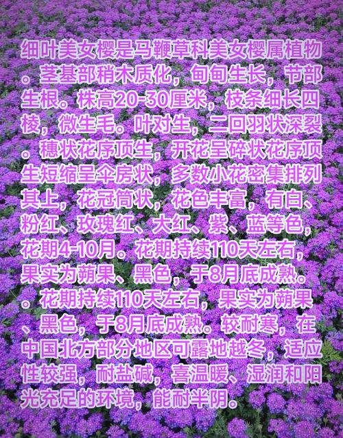 细叶美女樱的花期，细叶美女樱是多年生吗-第2张图片-优品飞百科