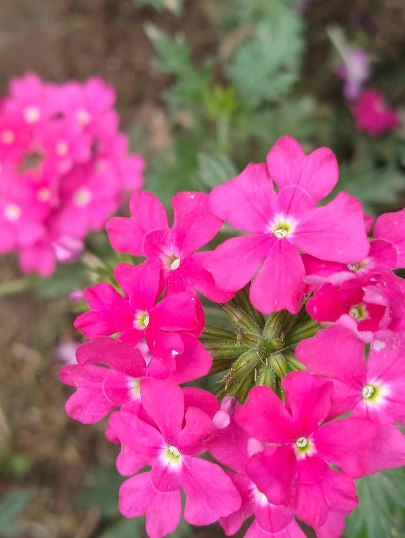 细叶美女樱的花期，细叶美女樱是多年生吗-第3张图片-优品飞百科