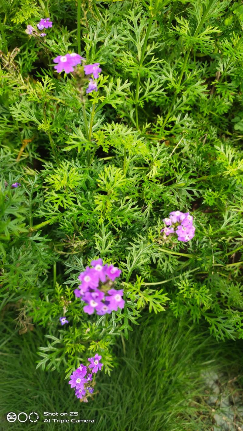 细叶美女樱的花期，细叶美女樱是多年生吗-第4张图片-优品飞百科