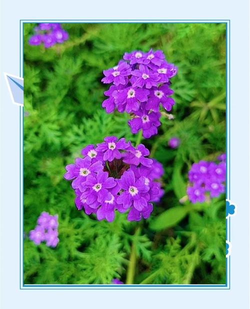 细叶美女樱的花期，细叶美女樱是多年生吗-第5张图片-优品飞百科