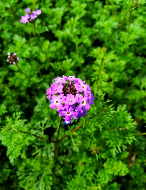 细叶美女樱的花期，细叶美女樱是多年生吗-第6张图片-优品飞百科