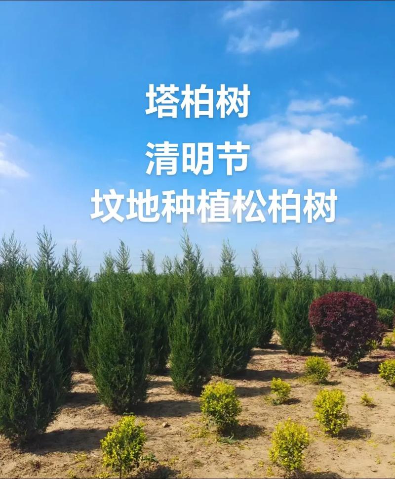 墓地塔柏栽几棵,坟地种塔柏有什么讲究-第1张图片-优品飞百科 墓地塔柏栽几棵,坟地种塔柏有什么讲究-第1张图片-优品飞百科