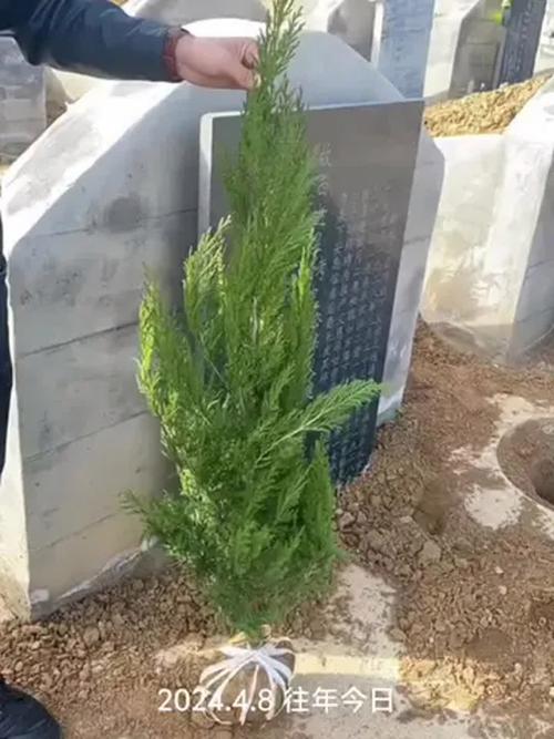 墓地塔柏栽几棵,坟地种塔柏有什么讲究-第3张图片-优品飞百科 墓地塔柏栽几棵,坟地种塔柏有什么讲究-第3张图片-优品飞百科